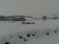 Sheep in the snow