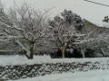 Snow Laden Trees