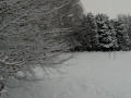 More snow laden trees