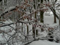 Golden leaves in the snow